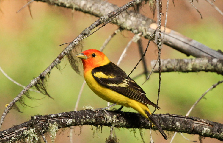 Western tanager sitting on a branch