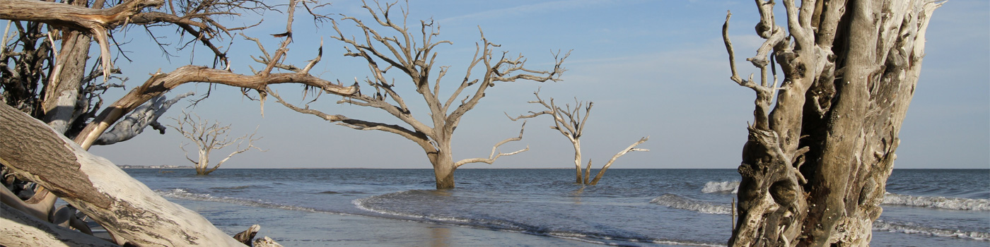 Dead trees along the ocean